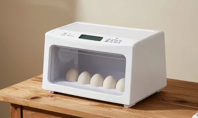 Inkubator do jaj - jak wybrać i używać krok po kroku